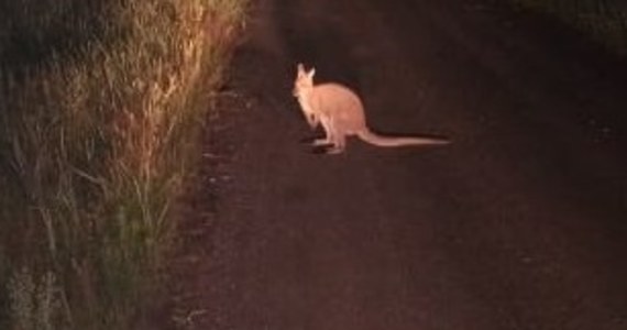 Młodego kangura spotkał we wtorkowy wieczór jeden z leśniczych z Nadleśnictwa Włocławek. Trwają poszukiwania zwierzęcia. 