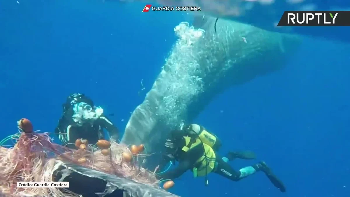 Nurkowie z włoskiej straży przybrzeżnej uwolnili kaszalota, którego ogon zaplątał się w rybacką sieć. Zwierzę, które miało ok. 10 metrów długości, dryfowało na powierzchni morza w pobliżu Wysp Liparyjskich. Usunięcie sieci zajęło nurkom godzinę. Po uwolnieniu kaszalot odpłynął. Jak zapewniono, jest stan był dobry.