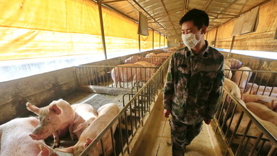 Nowy wirus grypy w Chinach. WHO: Może stać się wirusem pandemicznym