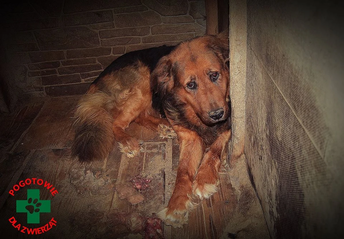 Olsztyński sąd zdecydował o tymczasowym aresztowaniu na trzy miesiące Daniela D. podejrzanego m.in. o znęcanie się ze szczególnym okrucieństwem nad zwierzętami. To druga osoba związana ze schroniskiem w Radysach na Mazurach, której przedstawiono zarzuty.