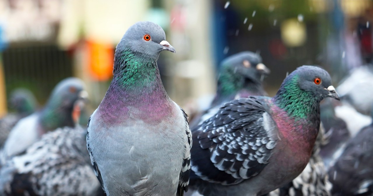  Spryskaj tym balkon, a gołębie będą go omijać szerokim łukiem