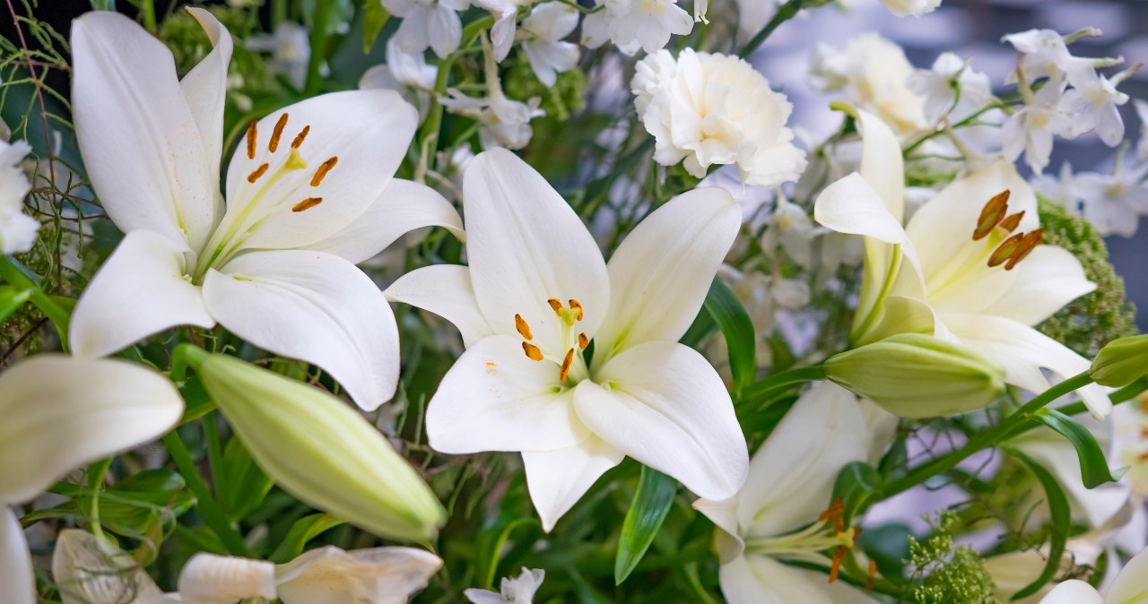 Kluczowy zabieg dla lilii. Nie przegap terminu, a zakwitną po raz drugi