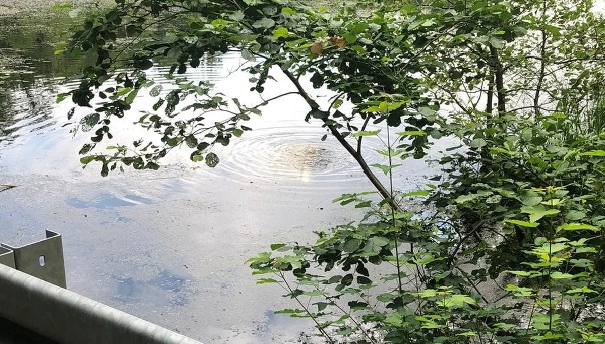 Brawurowa akcja ratunkowa w Lubuskiem. Kobieta jadąca samochodem straciła panowanie nad pojazdem i wjechała do stawu. Na ratunek rzucił się jej 31-letni mieszkaniec gminy Skąpe. 