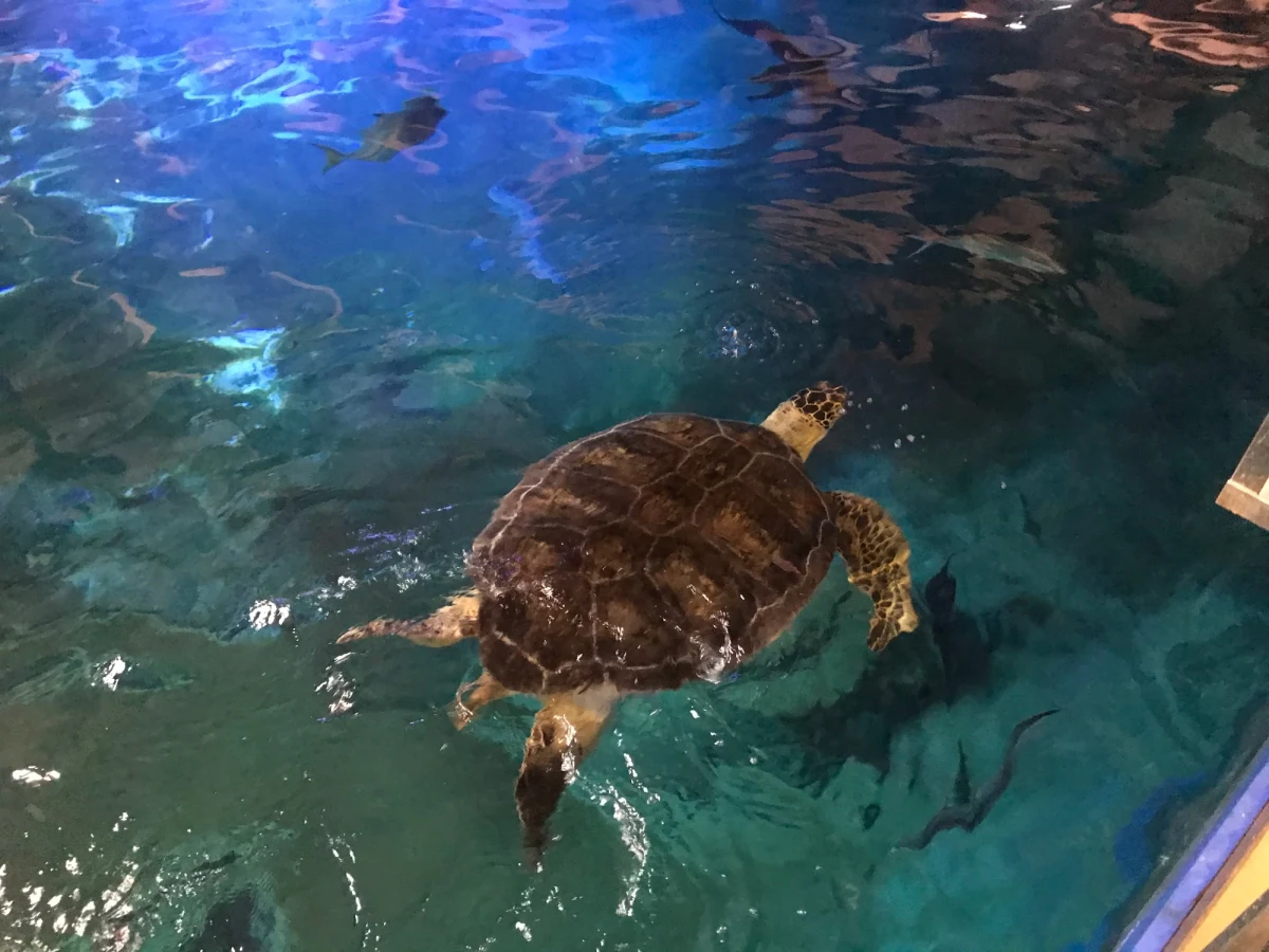 36-letni Stefan okazał się… Stefanią. Żółw morski z wrocławskiego zoo jest jednak samicą. Tą zaskakującą wiadomość - po dokładnych obserwacjach - przekazały władze ogrodu. 