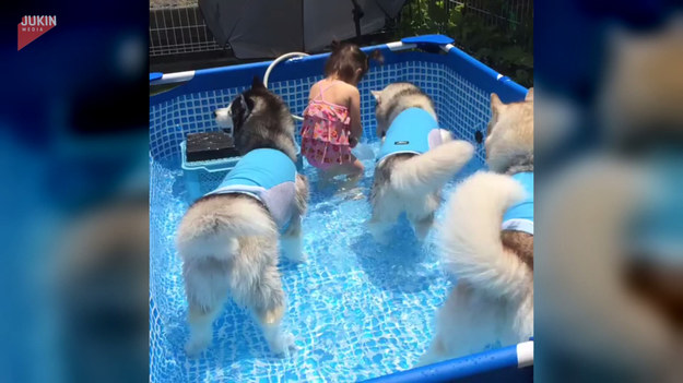 Ta mała dziewczynka świetnie się bawiła ze swoimi psami w basenie.