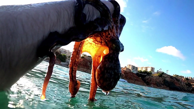 Pływanie u wybrzeży Hiszpanii może przysporzyć niezapomnianych wrażeń. Jeden z nurków spotkał np. sympatyczną ośmiornicę. Zwierzę było jednak wyjątkowo nachalne. Zobaczcie.