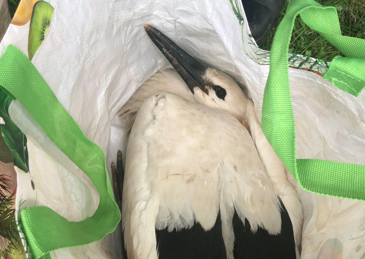 Właśnie teraz jest najlepszy czas na obrączkowanie bocianów. Te piękne ptaki nie są teraz ani za duże, ani za małe. Ornitolodzy oznaczają bociany, by móc prowadzić ich obserwację, ma to pomóc w badaniach i ochronie tych zwierząt. 