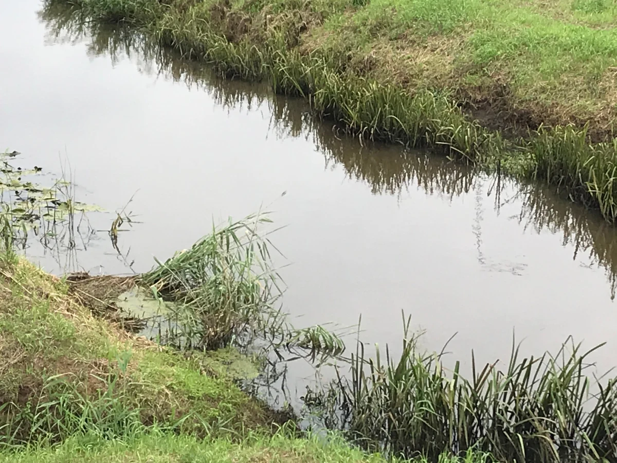 Nieznacznie poprawiła się sytuacja na zanieczyszczonej rzece Barycz, ale nadal jest trudna – relacjonuje reporter RMF FM Paweł Pyclik. Na początku lipca na powierzchnię rzeki masowo wypłynęły śnięte ryby. Sprawa trafiła do prokuratury.
