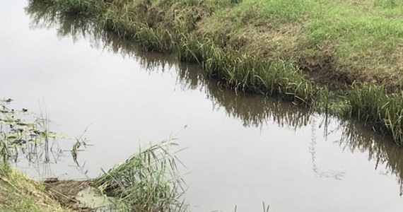 Nieznacznie poprawiła się sytuacja na zanieczyszczonej rzece Barycz, ale nadal jest trudna – relacjonuje reporter RMF FM Paweł Pyclik. Na początku lipca na powierzchnię rzeki masowo wypłynęły śnięte ryby. Sprawa trafiła do prokuratury.
