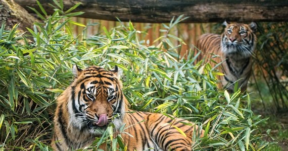 ZOO Wrocław obchodzi dziś ważną rocznicę – jego bramy po raz pierwszy zostały otwarte dla zwiedzających 155 lat temu. To najstarszy i najbardziej znany ogród zoologiczny w Polsce. 