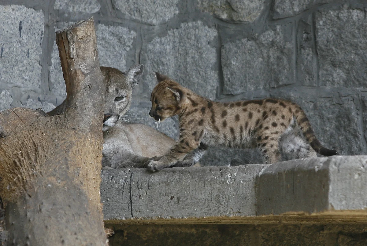 Niecodzienna akcja poszukiwawcza w Ogrodzieńcu w powiecie zawierciańskim. Poszukiwana jest puma. Zwierzę miało trafić do zoo. Informację dostaliśmy na Gorącą Linię RMF FM. 