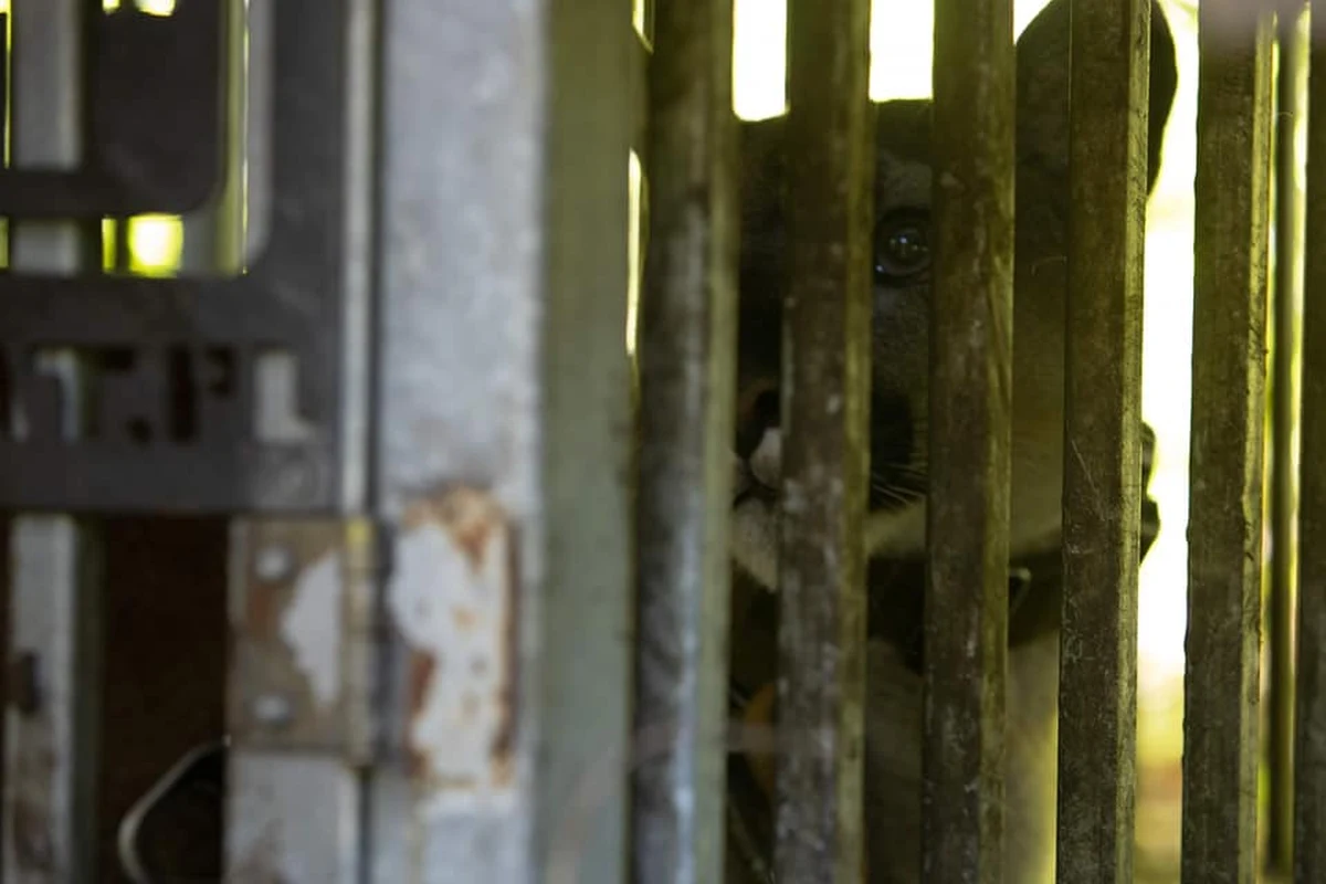 Puma i jej właściciel są nadal nieuchwytni. Policja wciąż poszukuje mężczyzny, który w piątek w Ogrodzieńcu w Śląskiem uciekł z pumą po nieudanej próbie przejęcia zwierzęcia przez pracowników poznańskiego zoo. Zgodnie z postanowieniem sądu, puma miała trafić do ogrodu zoologicznego. 