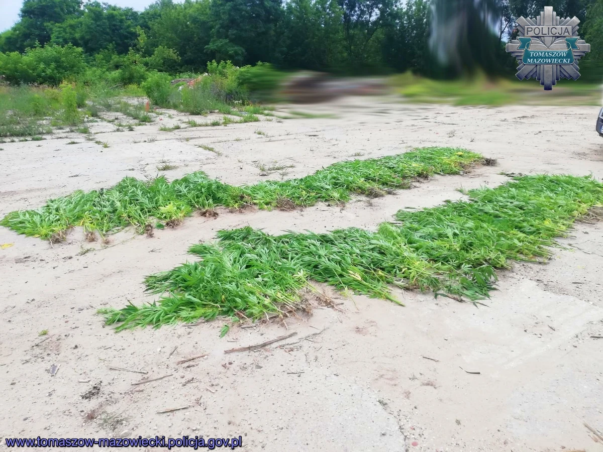 "Policjanci zlikwidowali nielegalną plantację konopi indyjskich" - na peryferiach Tomaszowa Mazowieckiego, na opuszczonej posesji w dorzeczu Pilicy, rosło ponad 400 krzaków tej rośliny, niektóre z nich miały ponad 2,5 metra wysokości.