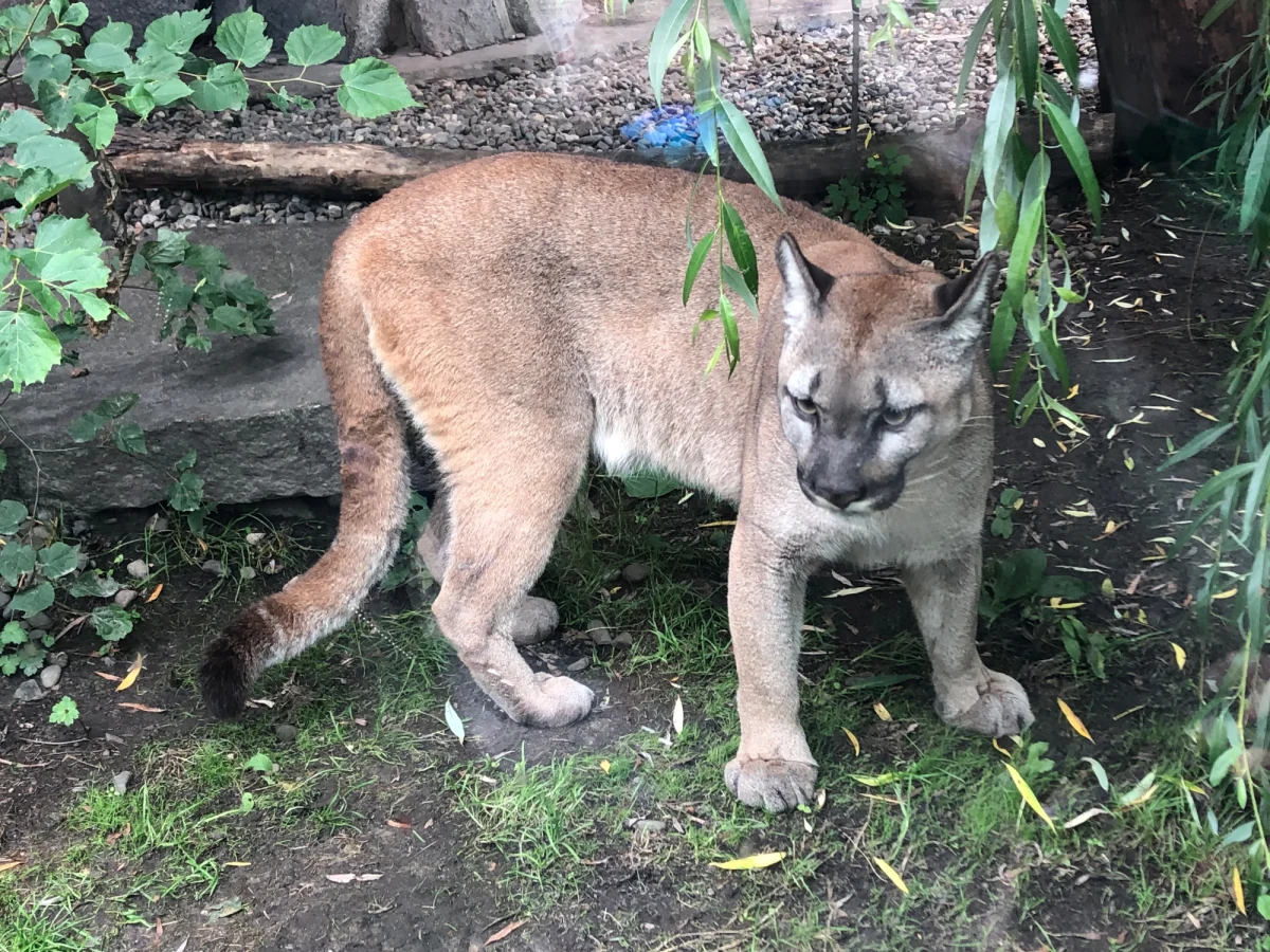 Nubia – puma z okolic Ogrodzieńca, poszukiwana przez dwa dni przez policję, jest bezpieczna w śląskim zoo w Chorzowie. Spędzi tam na kwarantannie 30 dni i przejdzie badania. Dotychczasowy opiekun zwierzęcia będzie mógł pracować w zoo jako wolontariusz. Mężczyzna ukrywał się z pumą po tym, jak pracownicy poznańskiego zoo, zgodnie z wyrokiem sądu, przyjechali mu ją odebrać. 
