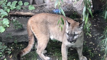 Puma Nubia przejdzie w chorzowskim zoo kwarantannę i badania 