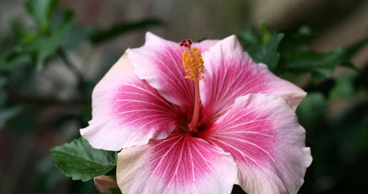 Twój hibiskus nie chce kwitnąć? Powód jest tak banalny, iż aż trudno uwierzyć