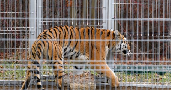 Śledztwo w sprawie transportu tygrysów, które w październiku utknęły na polsko - białoruskiej granicy kolejny raz zostało przedłużone. 