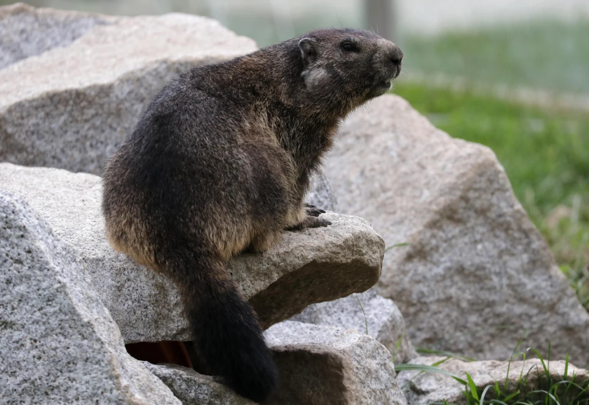 W zachodniej Mongolii na dżumę dymieniczą zmarł 15-letni chłopiec. Część prowincji gobijsko-ałtajskiej została objęta kwarantanną. 15 osób, które miały kontakt z nastolatkiem pozostaje w izolacji - informuje agencja prasowa Montsame.