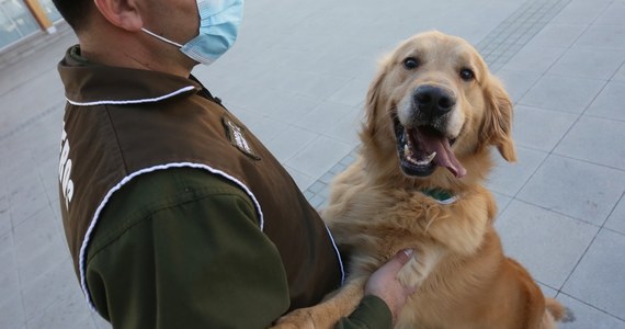 Policja z Chile trenuje psy, które mają wyczuwać, czy dana osoba nie jest zarażona koronawirusem. Psi nos wyczuje Covid-19 w ludzkim pocie.