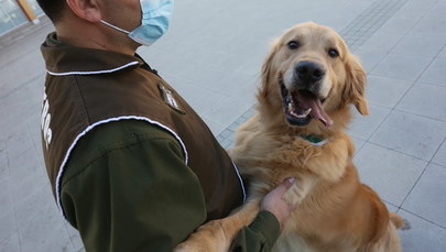 Policja w Chile trenuje psy, których nos wyczuje Covid-19 w ludzkim pocie