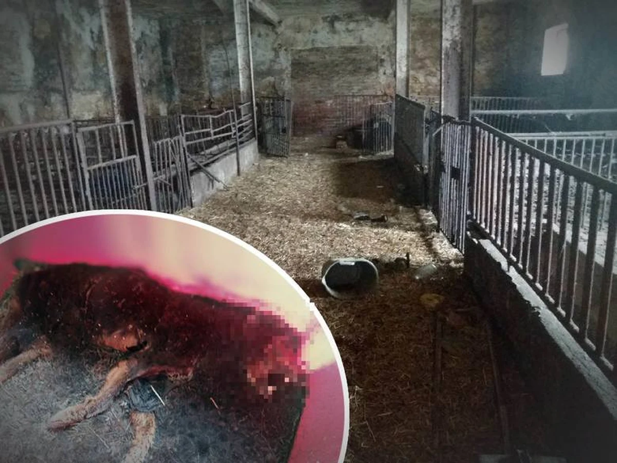 Dramat zwierząt na posesji... weterynarza w Gogolinie na Opolszczyźnie. Jak donosi reporter RMF FM Paweł Pyclik, zwierzęta miały być głodzone i pozbawione dostępu do wody. Policjanci badają tę sprawę pod kątem znęcania się nad zwierzętami.