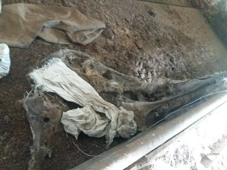 /Towarzystwo Przyjaciół Zwierząt /