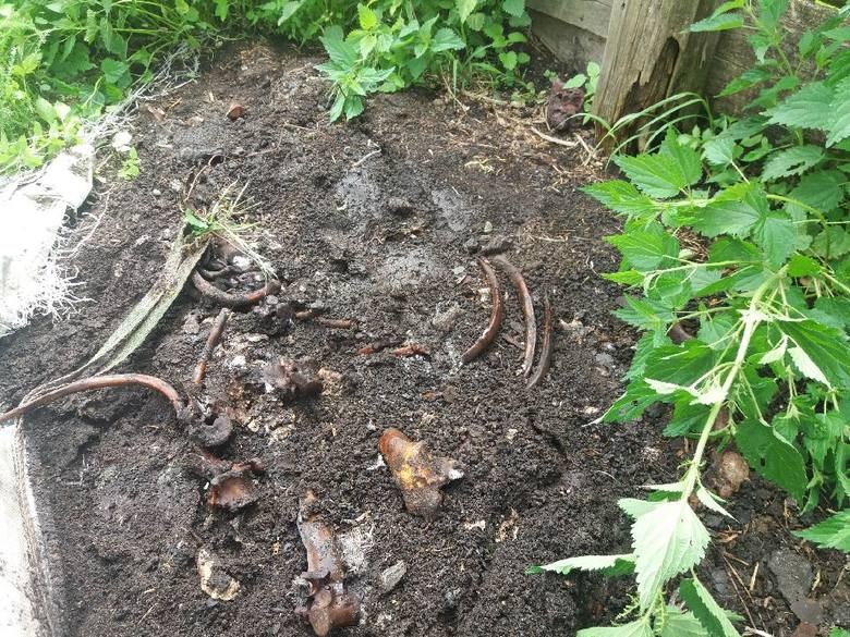 /Towarzystwo Przyjaciół Zwierząt /