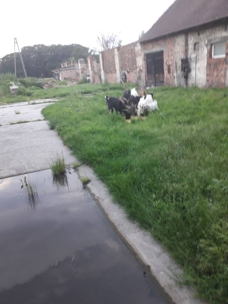 /Towarzystwo Przyjaciół Zwierząt /