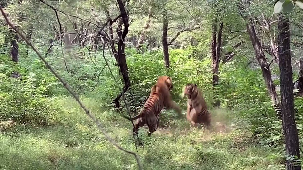 Harsha Narasimhamurthy, przewodnik i fotograf z indyjskiego miasta Bengaluru, w trakcie lokalnego safari nagrał walkę dwóch tygrysów. Dorosłe samce stoczyły ze sobą zażarty pojedynek. Choć tygrysy są często widywane w okolicach miasta, to sceny takie jak ta rzadko może oglądać oko człowieka. 
