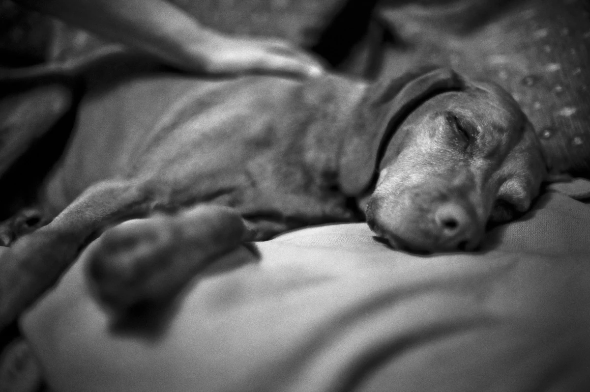 Leżę na kanapie obok mojej dwunastoletniej suki i szepczę, że ją kocham. Wczoraj też tak leżałem, z tym że z paczką mrożonego groszku na twarzy. Uderzył mnie jakiś debil w parku. Nie spodobało mu się, że Sena nasikała obok ławki, na której siedział. Jadł hamburgera. Najpierw splunął i usiłował ją kopnąć, a gdy wrzasnąłem na niego na całe gardło, rzucił się na mnie i walnął z otwartej dłoni. Nie był to jakiś nokaut, ale swoje poczułem. Najbardziej cieszę się z tego, że mu nie oddałem.