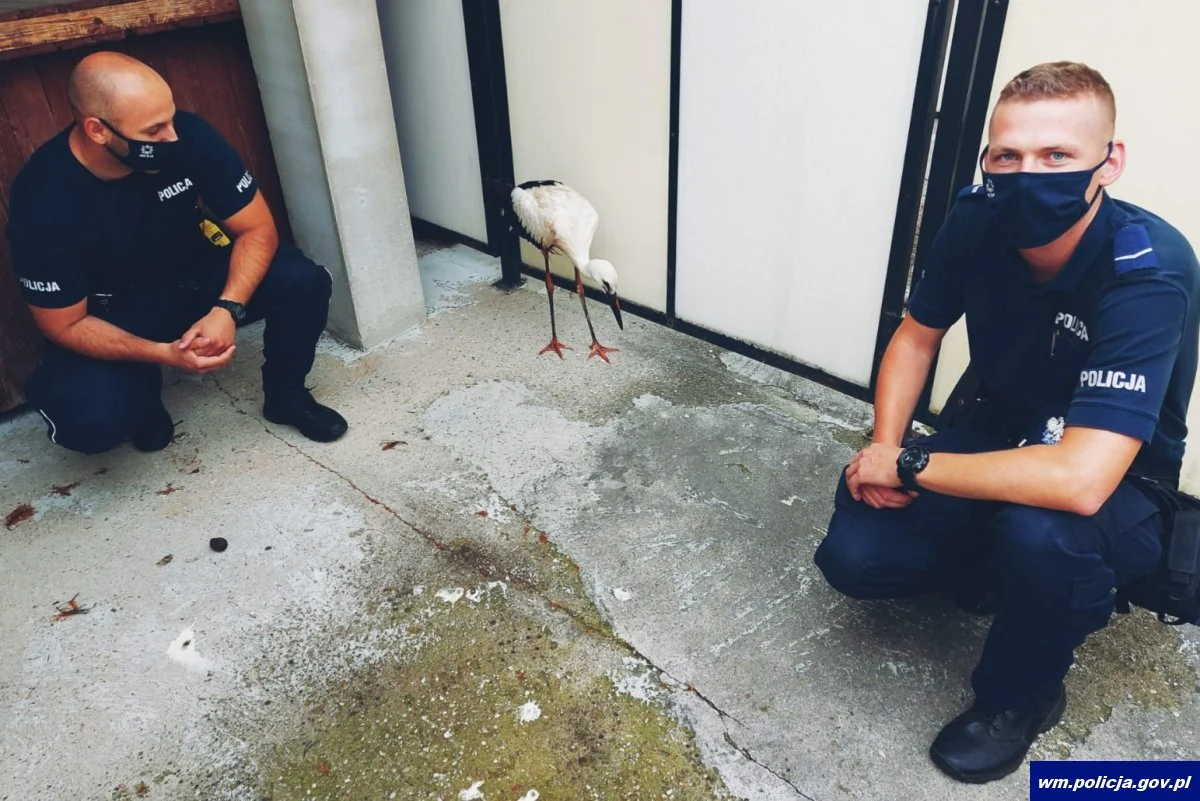 Niecodzienna interwencja policjantów z komendy w Szczytnie. Zaopiekowali się rannym, młodym bocianem, który zagubiony spacerował po DK-57 na trasie Szczytno - Biskupiec. 