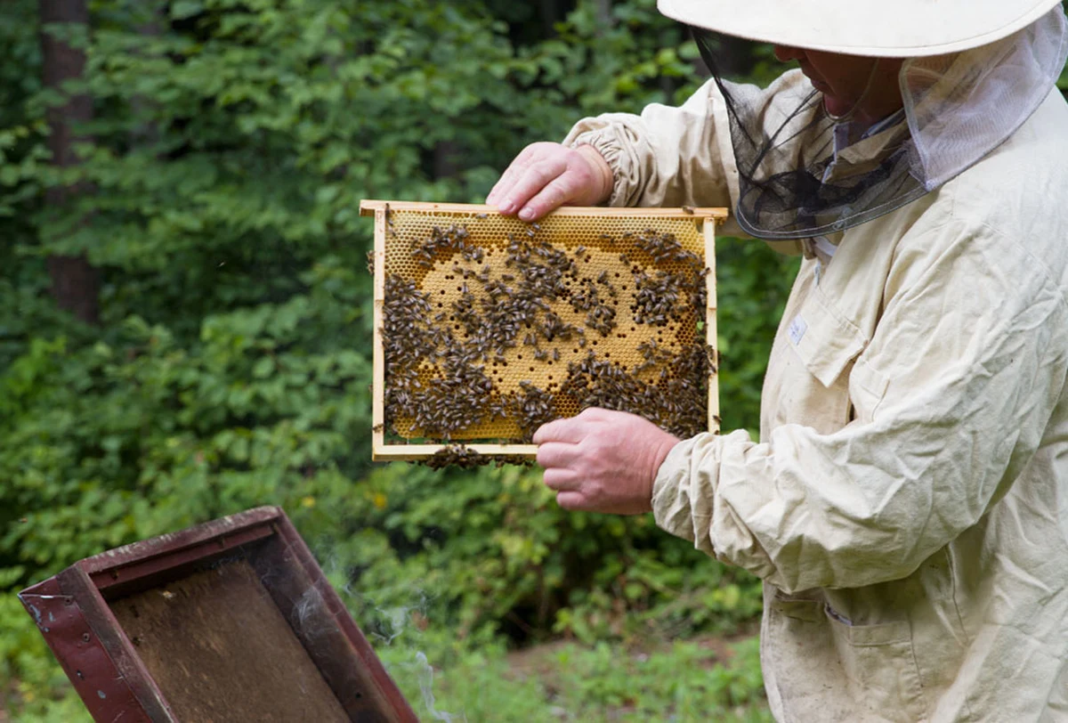 Kompozycję ekstraktów z grzyba z Puszczy Białowieskiej - złotoporka niemiłego - chce opatentować Politechnika Białostocka jako podstawę do opracowania naturalnego leku na groźną chorobę zakaźną pszczół - zgnilca złośliwego. 
