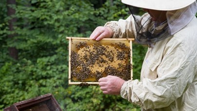 Zabijał masowo pszczoły. Naukowcy znaleźli sposób na zgnilca 