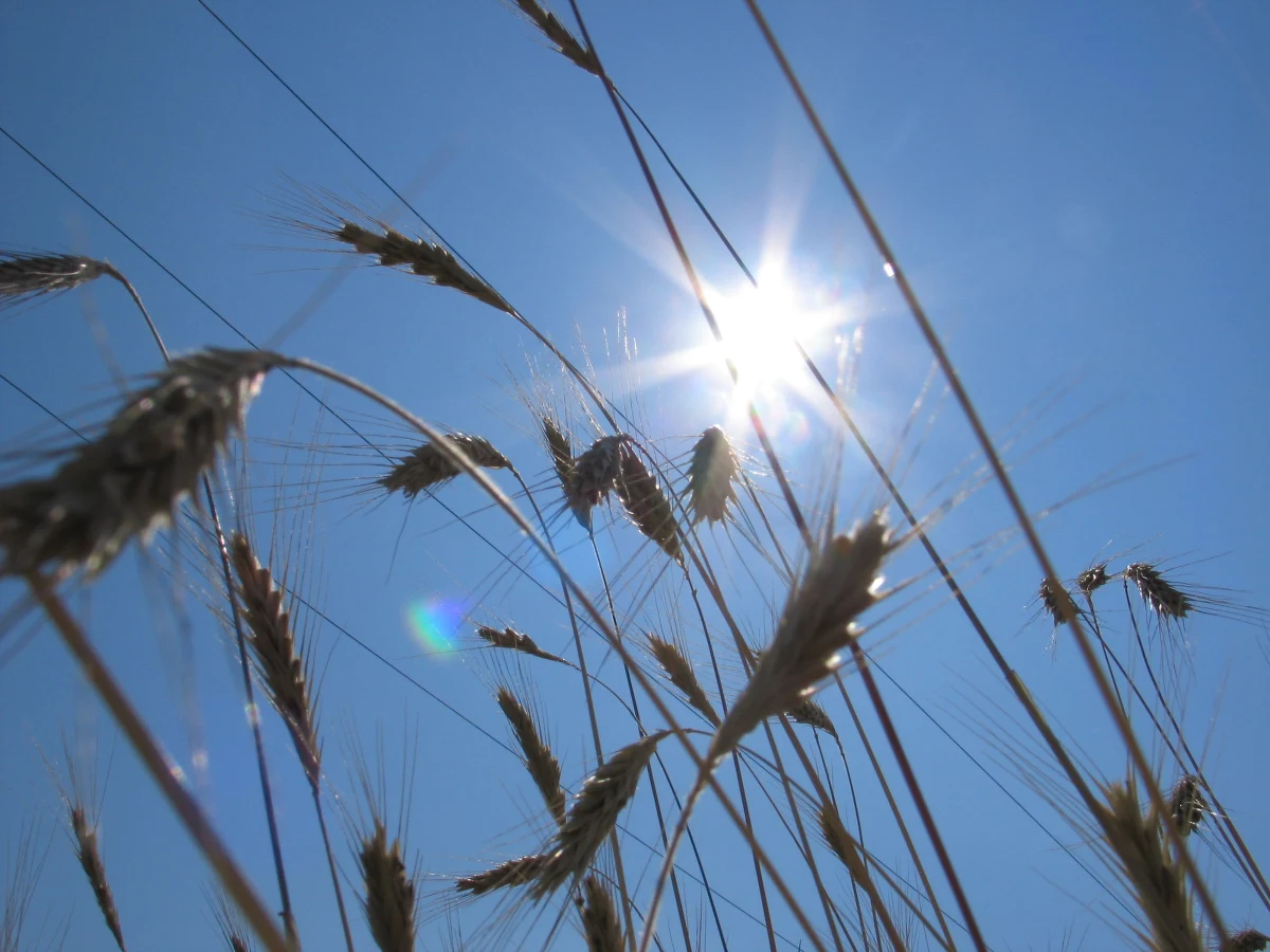 "Mimo ulewnych opadów w ostatnich dniach zagrożenie suszą nie minęło. Woda szybko spływa po powierzchni terenu nie nawilżając gleby. Sytuację może poprawić retencjonowanie wody i ograniczenie powierzchni nieprzepuszczalnych" - uważa ekspert Instytutu Ochrony Środowiska Michał Marcinkowski.