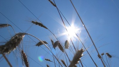 Zagrożenie suszą nie minęło. Kilka dni intensywnych opadów nie rozwiąże problemu