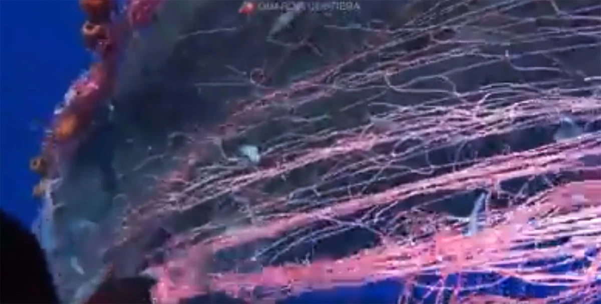 Od niedzieli w pobliżu Wysp Liparyjskich na północ od Sycylii włoska Straż Przybrzeżna próbuje uwolnić kaszalota, zaplątanego w nielegalnie rozrzucone sieci. Operacja udała się na razie tylko częściowo.