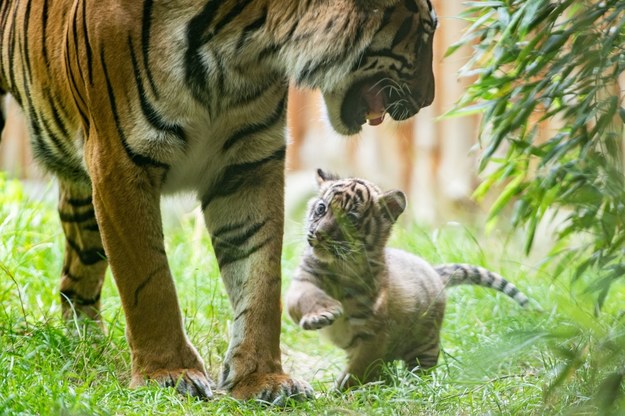 /ZOO Wrocław /