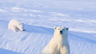 Naukowcy: Do 2100 roku wyginą niedźwiedzie polarne 