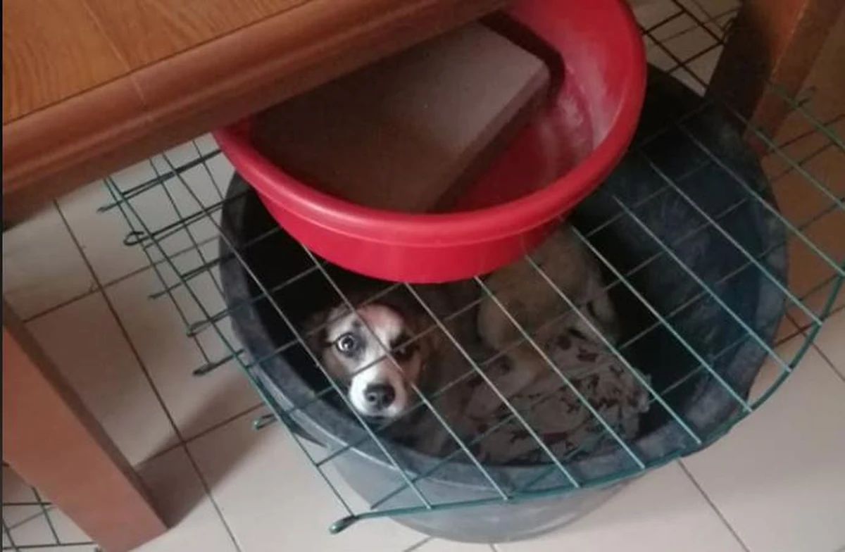 Inspektorzy OTOZ Animals odebrali starszemu małżeństwu z Olsztynka trzy psy, które zamiast legowisk miały duże miski oraz psa, który w mieszkaniu uwiązany był na łańcuchu. W ocenie działaczy Animals "sprawa nie mieści się w głowie", w ocenie pracowników gminy właściciele kochali zwierzęta.