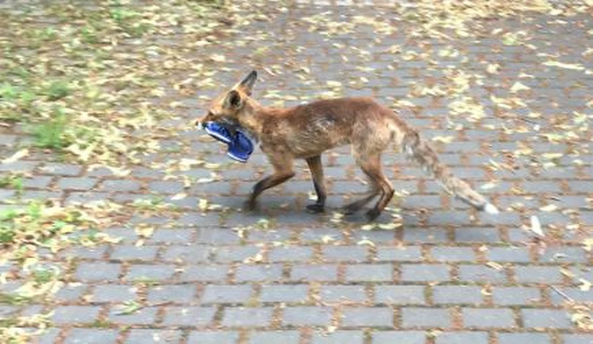 Mieszkańcom dzielnicy Zehlendorf w Berlinie ukradziono ponad sto butów. Złodziejem okazał się lis, który znosił swoje łupy w jedno miejsce.
