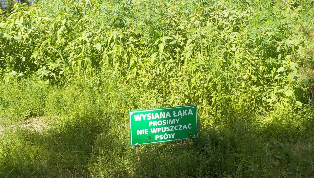 Stołeczni strażnicy miejscu znaleźli na Bemowie łąkę porośniętą konopiami - poinformowała Straż Miejska. Na skraju trawnika, na którym rosły rośliny, ktoś postawił tabliczkę: "Wysiana łąką, prosimy nie wpuszczać psów". 