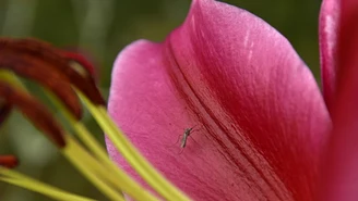 Dlaczego w tym roku jest aż tyle komarów? ​Entomolog: Czekały nawet kilka lat