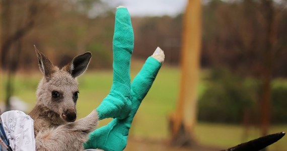Prawie 3 mld koali, kangurów i innych zwierząt zginęło lub utraciło siedliska w wyniku pożarów buszu w 2019 i 2020 roku. Tak wynika z badań przeprowadzonych przez organizację pozarządową WWF.