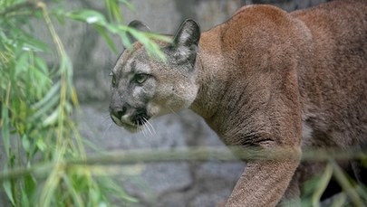 Puma Nubia zostanie w chorzowskim zoo. Jest decyzja sądu
