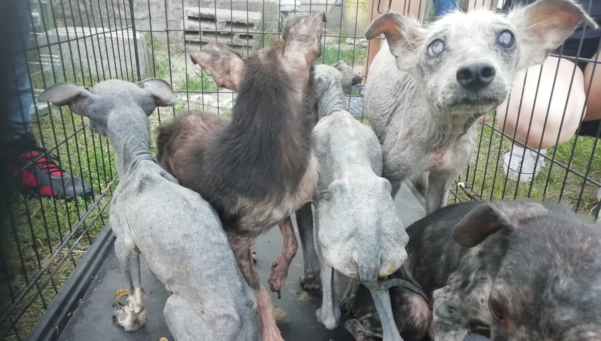 Blisko 40 skrajnie wyczerpanych, wychudzonych i zaniedbanych psów znaleziono na posesji w pow. garwolińskim (Mazowieckie). 15 czworonogów jest w krytycznym stanie, wszystkie wymagają leczenia. 68-letniej właścicielce zwierząt grozi za znęcanie się nad nimi do 5 lat więzienia.