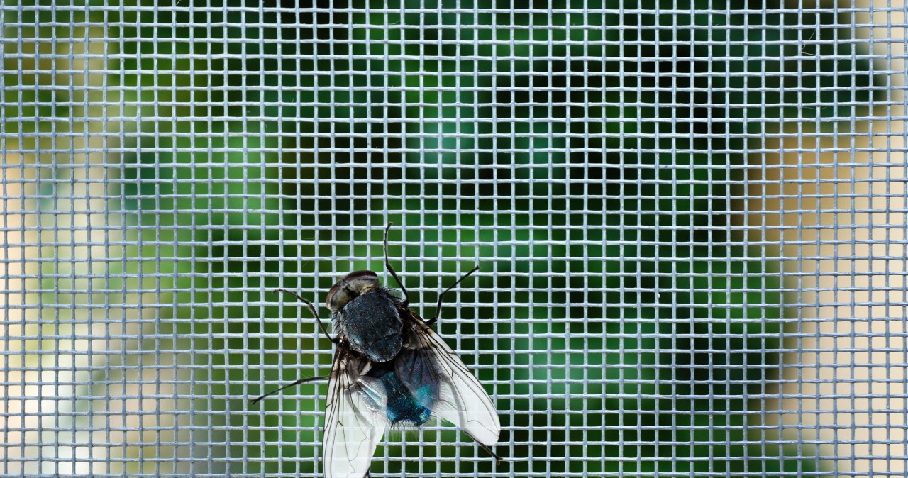 Zapomnij o pułapkach na muchy. Wystarczy woreczek z wodą, a nie zbliżą się do okien