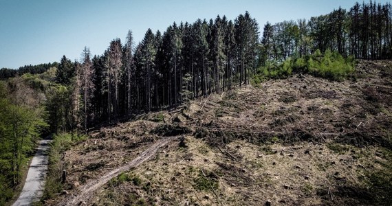 W ciągu ostatnich dwóch lat wycinka i usuwanie drzew zniszczonych przez szkodniki w niemieckich lasach wzrosła prawie sześciokrotnie - alarmuje "Spiegel". Tygodnik twierdzi, że lasy w tak złym stanie nie były jeszcze nigdy. 