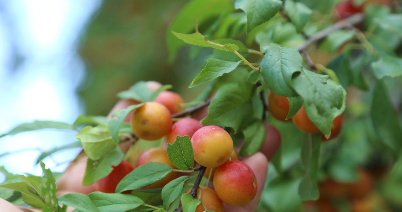 To najbardziej niedoceniane owoce. Często je widzimy, mało z nich korzystamy
