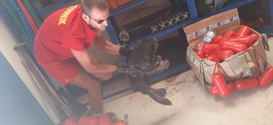 /Źródło: Ośrodek Sportu i Rekreacji Wyspiarz ze Świnoujścia /