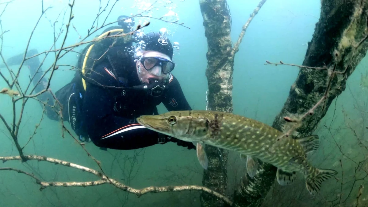 Kilometr przewodów, podwodne lampy, kamery i odpowiednie kombinezony. Do tego pomost, który umożliwia wjazd wózkom oraz "serce" obiektu – winda, która pozwala na bezpieczne zejście pod wodę. To w dużym skrócie infrastruktura otwartego niedawno w wielkopolskiej Pile Centrum Rehabilitacji Nurkowej. Piękno podwodnego świata mogą w nim poznać ci, dla których na pierwszą myśl – wydaje się to nieosiągalne. Chodzi zarówno o osoby z czterokończynowym porażeniem, jak i osoby niewidome. Odwiedziliśmy miejsce, które dla wielu może stać się oknem na podwodny świat. 